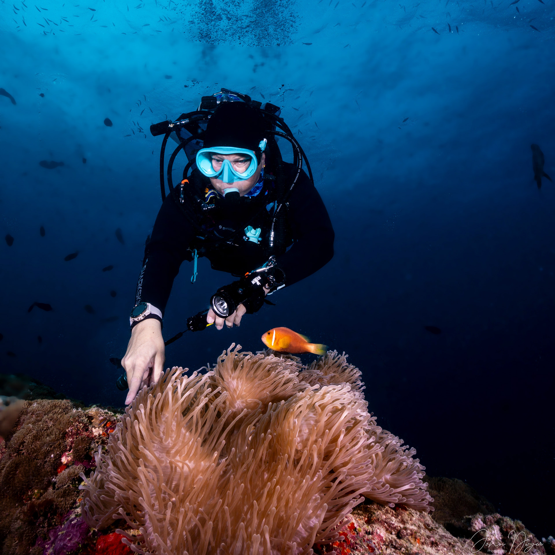 Stefanie Dwyer in the Red Sea, Egypt